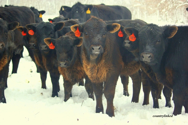 Calves in snow 